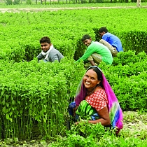 Mint farmers in field